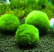Marimo cladophora aegagropila usato  Torino