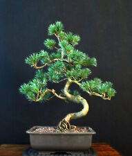 Bonsai girl pine for sale  Shipping to Ireland