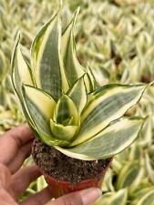 Sansevieria golden hahnii for sale  Murrieta