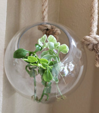 Glass globe succulent for sale  Albuquerque