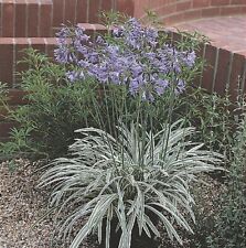 Agapanthus silver moon for sale  BALLYMENA