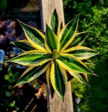 Agave lophanta quadricolour for sale  CLACTON-ON-SEA