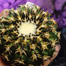 1piante 20usd discocactus usato  Spedire a Italy