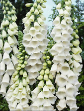 Foxglove digitalis white for sale  PORT TALBOT