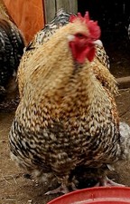 English crele orpington for sale  Lamar