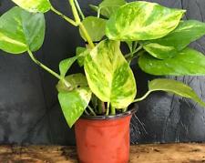 Golden pothos indoor for sale  Hollywood