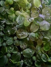 Floating pond freshwater for sale  SWANSEA