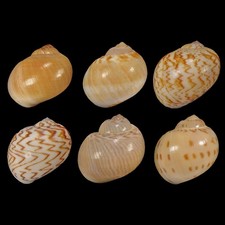 Conjunto de 6 conchas Naticidae da Guiné, Mauritânia, Marrocos, Estreito de Gibraltar, usado comprar usado  Enviando para Brazil