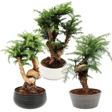 Zimmerbonsai araucaria cunning gebraucht kaufen Zimmerbonsai araucaria cunning gebraucht kaufen  Zweibrücken