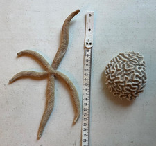 Dried starfish long for sale  FLEET