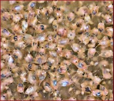 2500 daphnia magna for sale  Verona