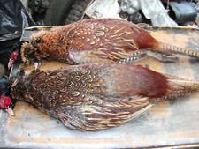 Feathers cock pheasants for sale  CARLISLE