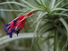 Tillandsia tillanzia pianta usato  Cogoleto