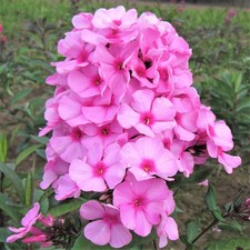 Easy grow phlox for sale  Milwaukee