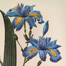 Redoute flowers iris for sale  Sahuarita