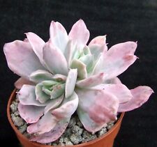 Echeveria luella variegated for sale  EASTBOURNE