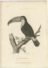 Estampa antiga de pássaro do Toco Tucano comprar usado  Enviando para Brazil