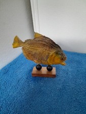 Fisch präparat piranha gebraucht kaufen  Germering
