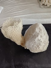 Magnifique corail naturel d'occasion  Le Mans