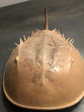 Atlantic horseshoe crab for sale  Punta Gorda