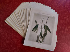 Vintage wildflowers new for sale  Ann Arbor