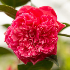 Camellia anticipation litre for sale  YORK