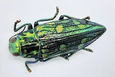 Buprestidae chrysodema 24 gebraucht kaufen  Wadern