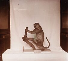 Cercopithèque animal empaill� d'occasion  Paris V