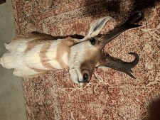 Prong horn shoulder for sale  Venus