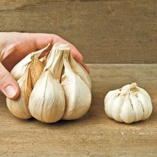 Aglio gigante aglio usato  Italia