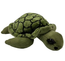 Green sea turtle for sale  Auburn