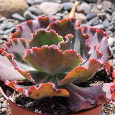 Echeveria giant ruffles for sale  Fresno