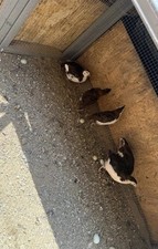 japanese quail for sale japanese quail for sale Yorba Linda