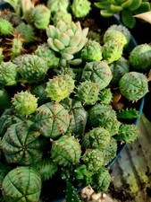 Euphorbia pseudoglobosa stem for sale Euphorbia pseudoglobosa stem for sale  CLACTON-ON-SEA