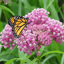 Swamp rose milkweed for sale  Philadelphia