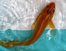 Premium butterfly koi for sale  Salt Lake City