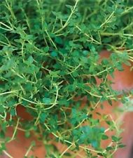 English thyme seeds for sale  Valdosta