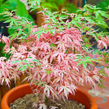 Acer iyoshi deciduous for sale  UK
