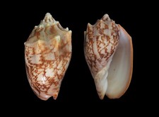 Seashell: Cymbiola aulica 111,8 mm F++/F+++ (do Vietnã) comprar usado  Enviando para Brazil