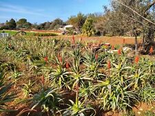 Piccole talee aloe usato  Supersano