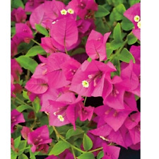 Bougainvillea fushia pink for sale  Hollister