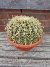 schwiegermuttersitz gebraucht kaufen  Visselhövede