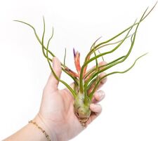 Large bulbosa belize for sale  Saint Augustine