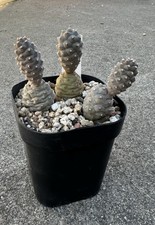 Plants tephrocactus articulatu for sale  Sacramento