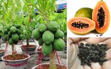 Papaya seeds dwarf for sale  BROCKENHURST