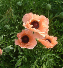 Türkischer mohn catharina gebraucht kaufen  Bad Zwischenahn