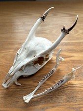 muntjac deer for sale muntjac deer for sale STOWMARKET