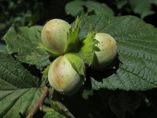 Large corylus avellana for sale  KING'S LYNN