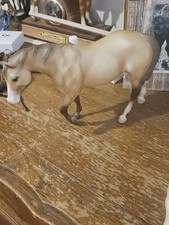 white andalusian stallion for sale  El Paso