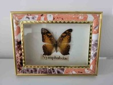 Echter schmetterling im gebraucht kaufen  Delitzsch